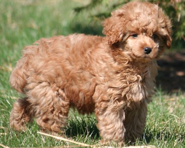 Miniature poodle puppy